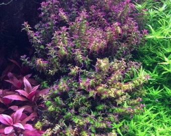 3 stems rotala Pearl! Live aquarium plants! Free s/h live aquatic plants! Rare!!!