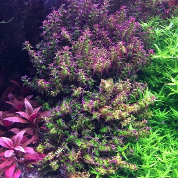 Lindernia Rotundifolia, Live Aquarium Plants – PearlingPlants