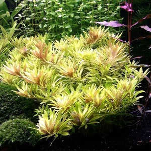 3 stems limnophila aromatica mini live aquarium plants free s/h live aquatic plants image 1