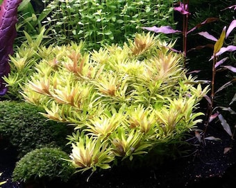May include: A close-up of a vibrant green and yellow aquatic plant with a lush, textured appearance. The plant is surrounded by other plants, including a dark purple plant with large leaves.