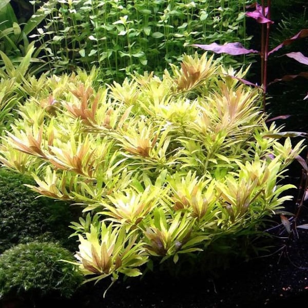 3 stems limnophila aromatica mini live aquarium plants free s/h live aquatic plants