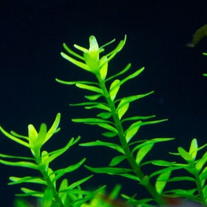 3 stems rotala sp green live aquarium plants free s/h aquatic plants image 3