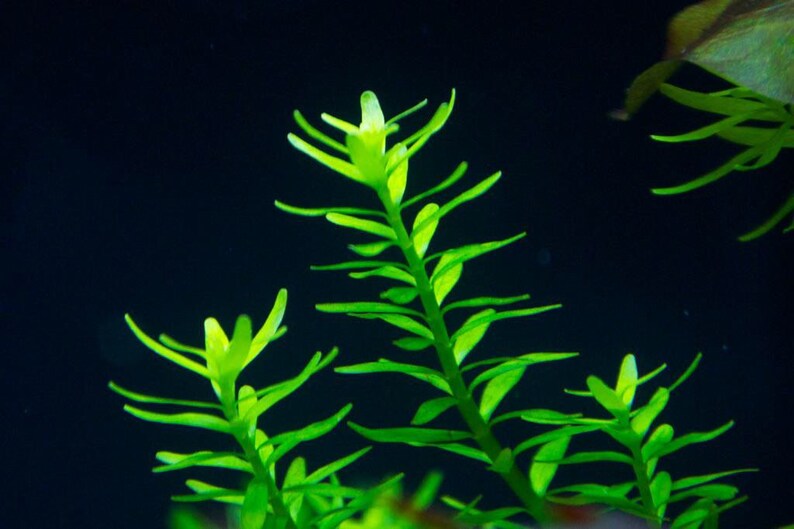 3 stems rotala sp green live aquarium plants free s/h aquatic plants image 3