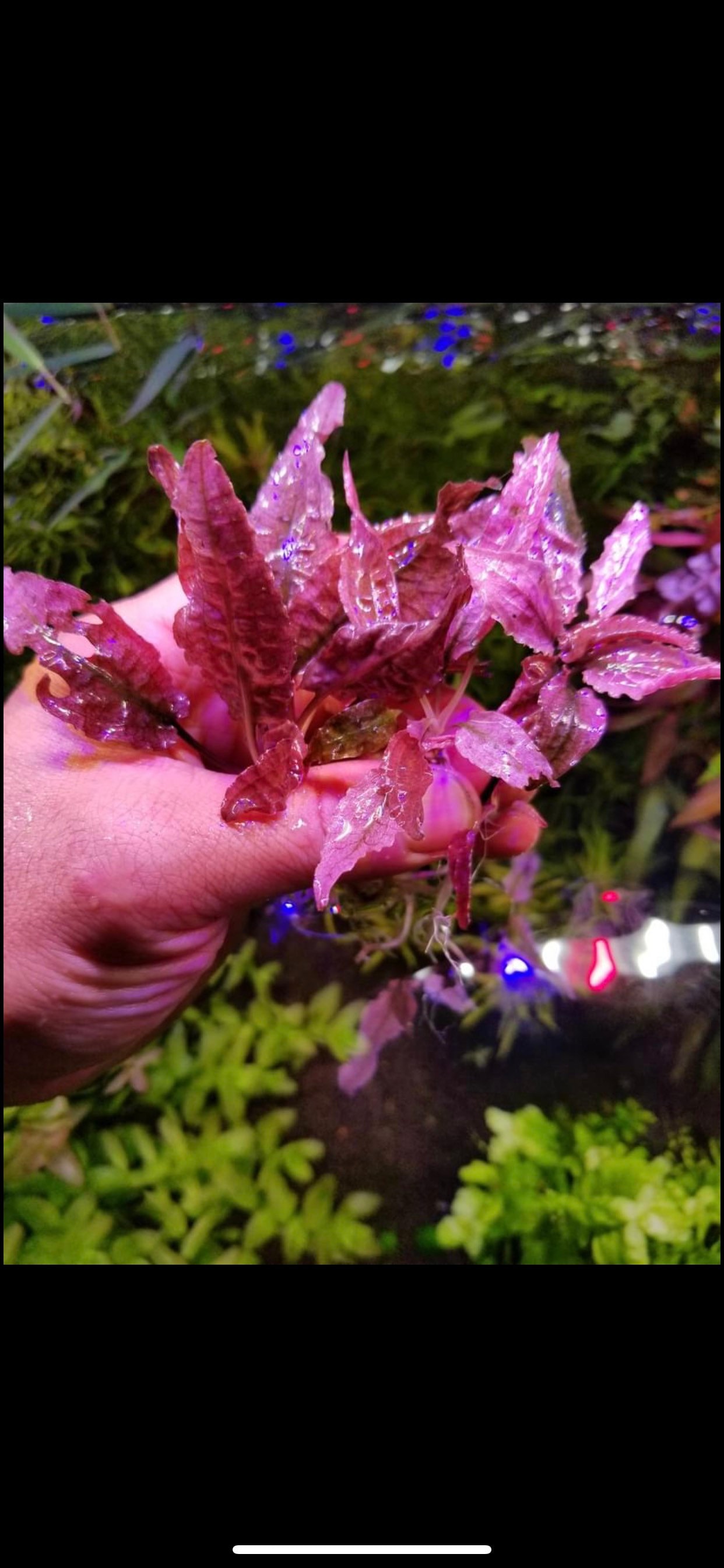 1 Pink Flamingo Crypt Plant! Live Aquarium Plants! Free S/h Live ...