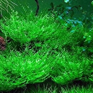 2x2 Inch Portion of Peacock Moss Live Aquarium Plants Free - Il 300x300.2958530171 5D6g
