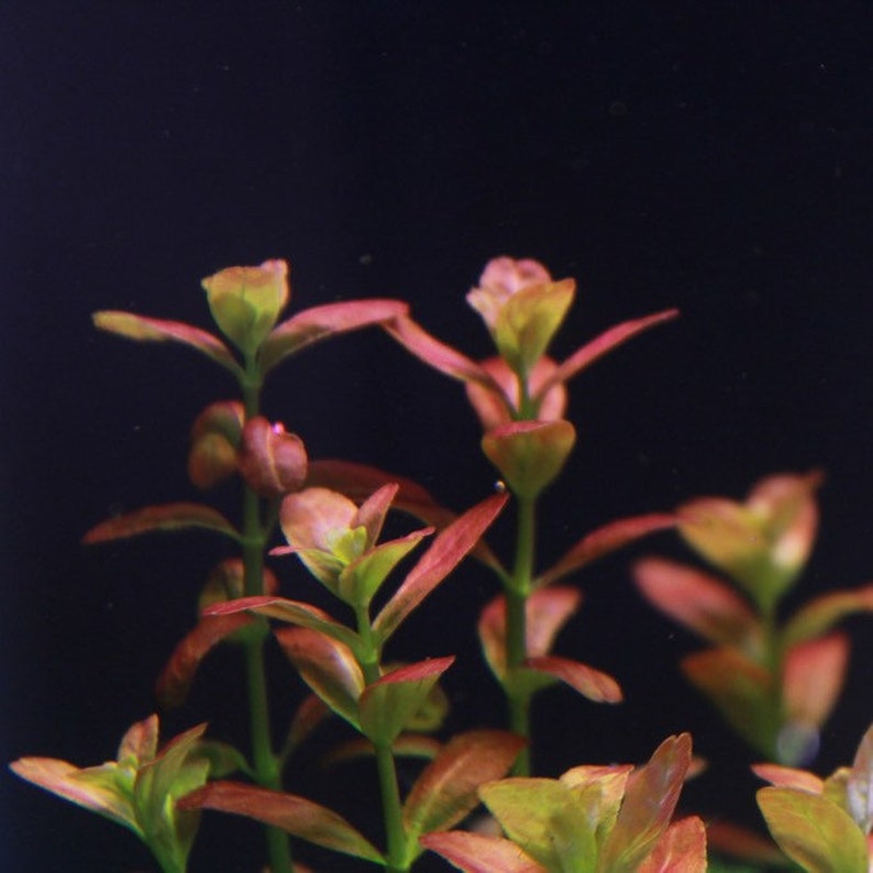 3 stems cuphea anagalloidea live aquarium plants free s/h live aquatic plants rare image 5
