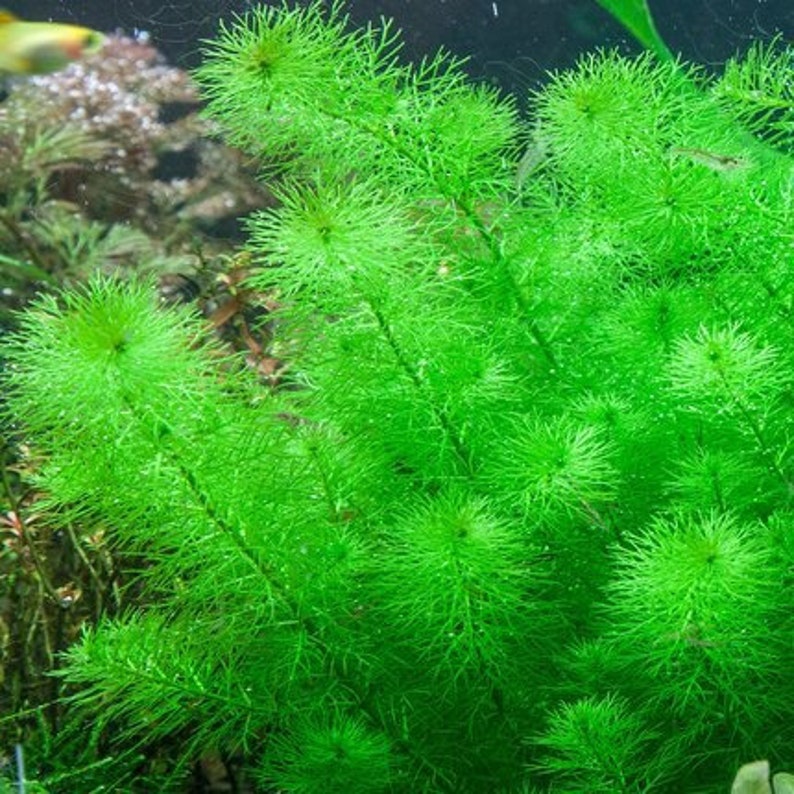 3 tallos myrio guyana mini plantas acuáticas vivas gratis s/h plantas de acuario vivas imagen 3