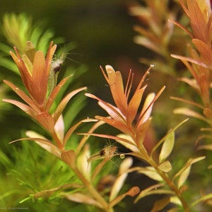 3 stems rotala orange juice live aquarium plants free s/h live aquatic plants rare image 2