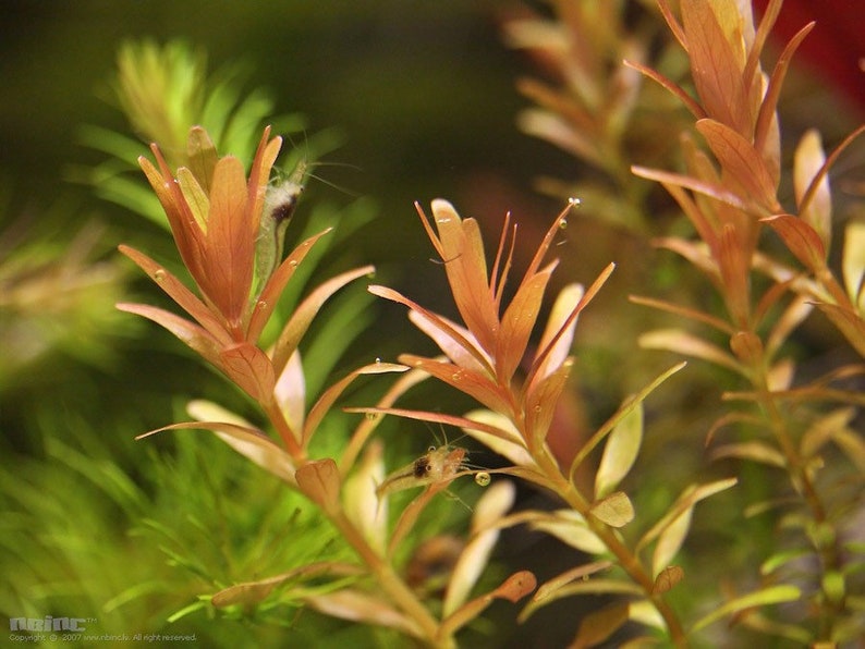 3 stems rotala orange juice live aquarium plants free s/h live aquatic plants rare image 2