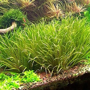 3 blyxa japonica plants Live aquarium plants Free s/h live aquatic plants image 2