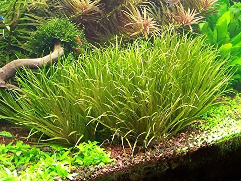 3 blyxa japonica plants Live aquarium plants Free s/h live aquatic plants image 2