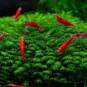 1X1 INCH Portion of Fissidens fontanus Moss Live Aquarium Plants free S/H LIve AQuatic PLants RAre Phoenix moss image 1