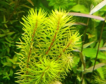 3 stems rotala bangladesh live aquarium plants free s/h live aquatic plants