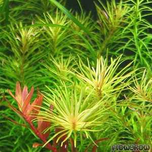 3 stems rotala nanjenshan live aquarium plants free s/h aquatic plants image 1