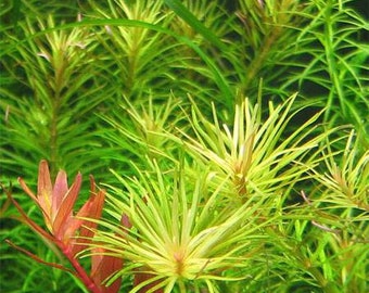 3 stems rotala nanjenshan live aquarium plants free s/h aquatic plants