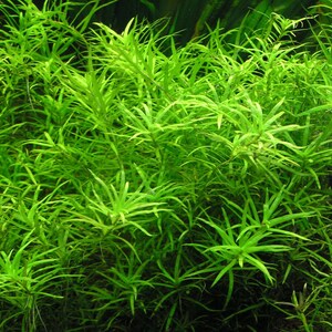 3 stems Eichhornia diversifolia Live aquarium plants Free s/h Live aquatic plants image 2