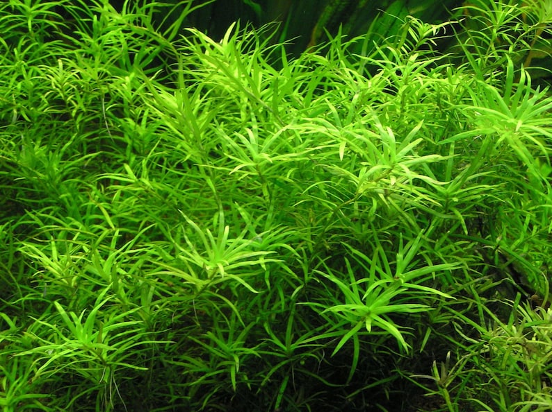 3 stems Eichhornia diversifolia Live aquarium plants Free s/h Live aquatic plants image 2