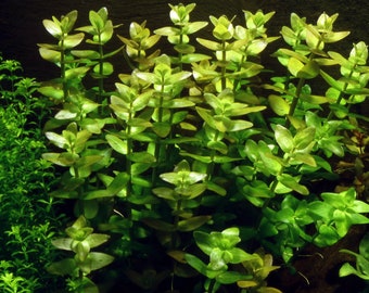 3 stems bacopa Caroliniana! Live aquarium plants! Free s/h live aquatic plants!