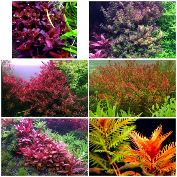 Live rare aquarium plants package!!! 6 different species!! Free s/h! Rare! Live aquatic plants!! Colorful!!