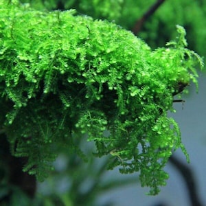 May include: A set of three ceramic mugs with a speckled, matte finish. The mugs are in shades of cream, light gray, and dark gray. Each mug has a simple, minimalist design and a rounded handle.