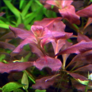 May include: Close-up of a vibrant red aquatic plant with delicate, ruffled leaves. The plant is submerged in water and appears to be growing in a tank or aquarium.