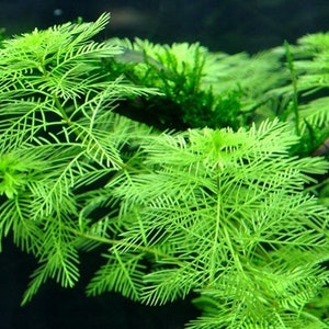 3 stems Myriophyllum Mattogrossense live aquarium plants free s/h image 2