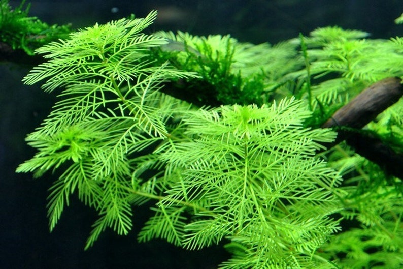 3 stems Myriophyllum Mattogrossense live aquarium plants free s/h image 2