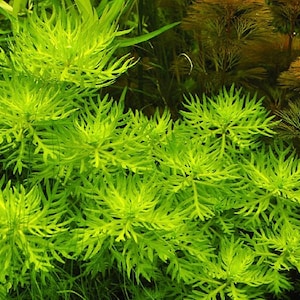 3 stems Hottonia palatrius! Live aquarium plants! Free s/h!! Live aquatic plants!