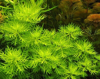 3 stems Hottonia palatrius! Live aquarium plants! Free s/h!! Live aquatic plants!