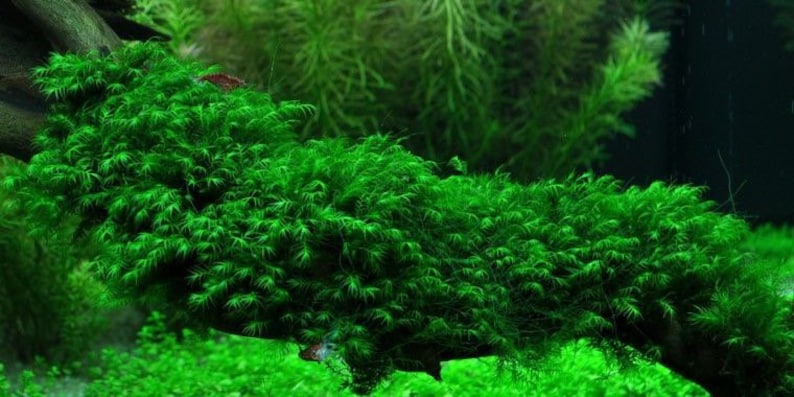 1X1 INCH Portion of Fissidens fontanus Moss Live Aquarium Plants free S/H LIve AQuatic PLants RAre Phoenix moss image 5