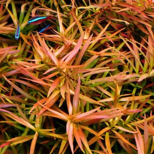 May include: Close-up of a vibrant red and green aquatic plant with thin, delicate leaves. The plant has a lush, dense texture and a vibrant, almost iridescent, color.