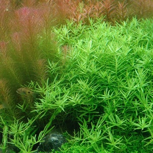 3 stems rotala sp green live aquarium plants free s/h aquatic plants Bild 1