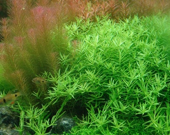 3 stems rotala sp green live aquarium plants free s/h aquatic plants