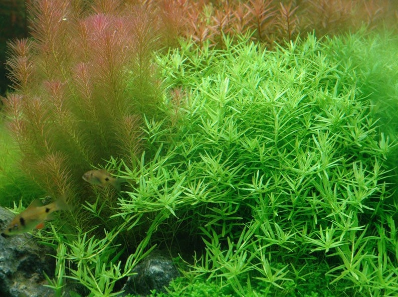 3 stems rotala sp green live aquarium plants free s/h aquatic plants image 1