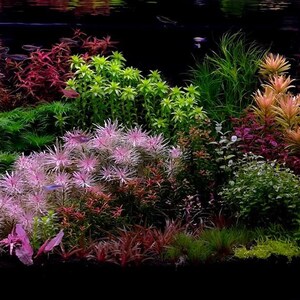 1 stem Ludwigia white! Live aquarium plants! Free s/h live aquatic plants!! Rare!!!