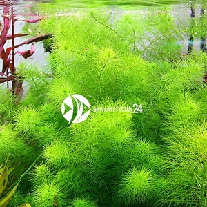 3 stems myrio guyana mini live aquatic plants free s/h live aquarium plants image 2