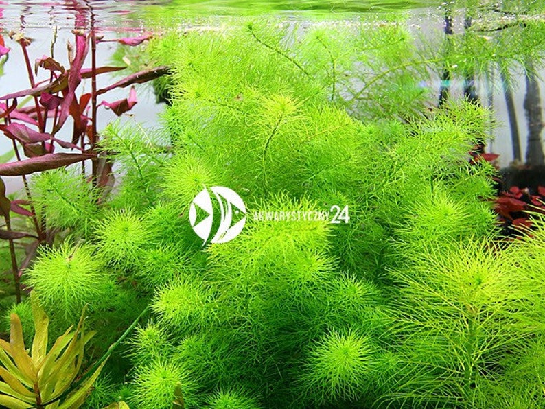 3 tallos myrio guyana mini plantas acuáticas vivas gratis s/h plantas de acuario vivas imagen 2