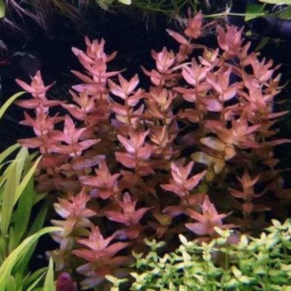 3 stems bacopa colorata live aquarium plants free s/h