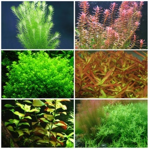 May include: A collage of six different types of aquarium plants. The plants are arranged in a grid pattern. The plants are all green, except for one which is red. The plants are all different shapes and sizes.