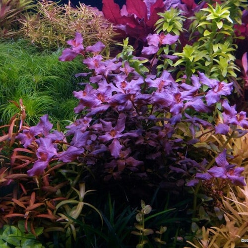 3 Stems Ludwigia Ovalis Pink Rare Live Aquarium Plants Free Etsy