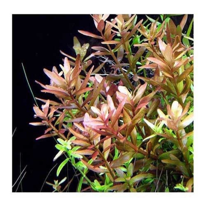 6 species rotala mix 50 stems live aquarium plants free s/h live aquatic plants COLORFUL image 4