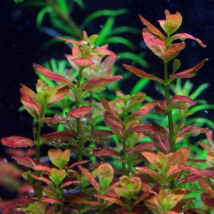 3 stems cuphea anagalloidea live aquarium plants free s/h live aquatic plants rare image 6