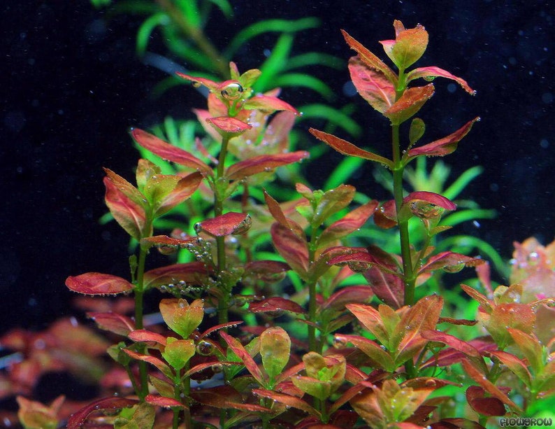 3 stems cuphea anagalloidea live aquarium plants free s/h live aquatic plants rare image 6