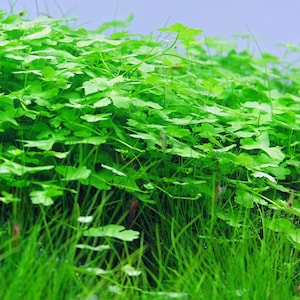 May include: A close-up of aquatic plants with bright green leaves and stems. The leaves have a rounded shape, and the stems are thin and delicate. The plants are densely packed together, creating a lush, vibrant appearance. The background is a light blue.