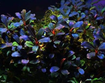 Buce sp. “Galaxy llic midnight blue” Bucephalandra Midnight Blue