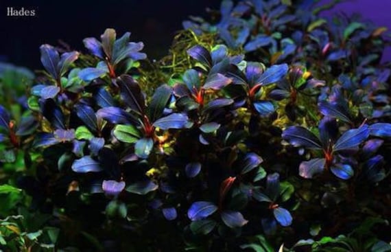 4 Micro Bucephalandra Plants! Live Aquarium Plants! Free S/h 4 Micro Bucephalandra Plants! Live Aquarium Plants! Free S/h