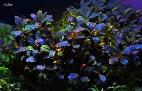 4 Micro Bucephalandra Plants! Live Aquarium Plants! Free S/h