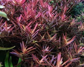 3 stems rotala h'ra live aquarium plants free s/h