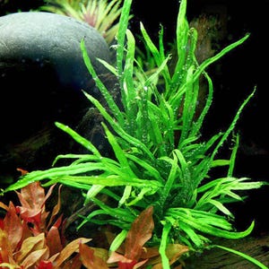 May include: A vibrant green aquatic plant with long, slender leaves, possibly an aquarium plant. The plant is surrounded by a dark background, with a large, dark gray rock and reddish-brown plants in the foreground. The leaves have small bubbles.