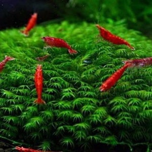 May include: A close-up of a green moss ball with several red shrimp swimming around it. The moss ball is a popular addition to aquariums and is known for its ability to filter water.